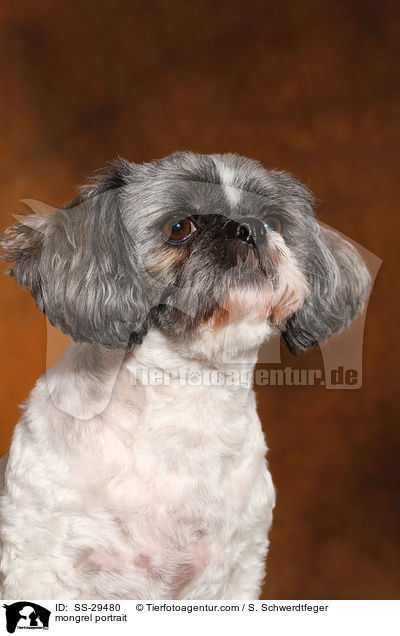 Shi-Tzu-Mix Portrait / mongrel portrait / SS-29480