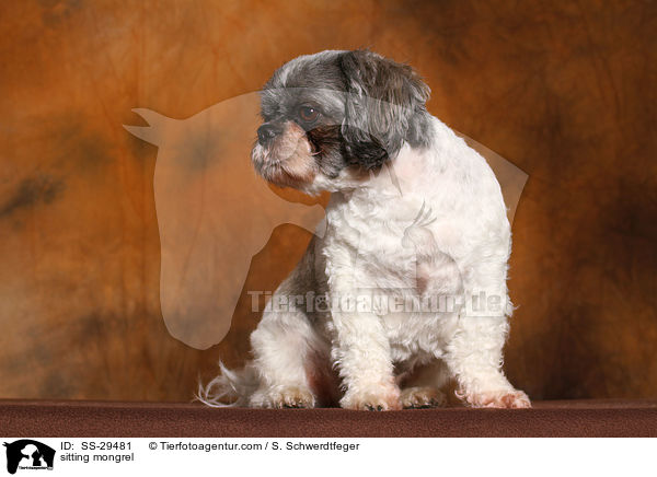 sitzender Shi-Tzu-Mix / sitting mongrel / SS-29481