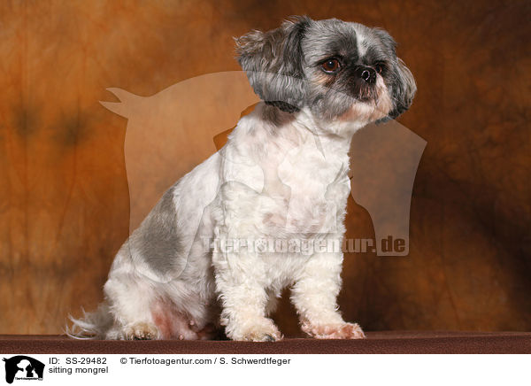 sitzender Shi-Tzu-Mix / sitting mongrel / SS-29482