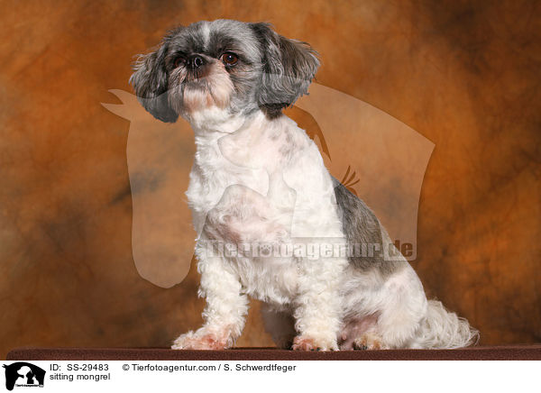 sitzender Shi-Tzu-Mix / sitting mongrel / SS-29483