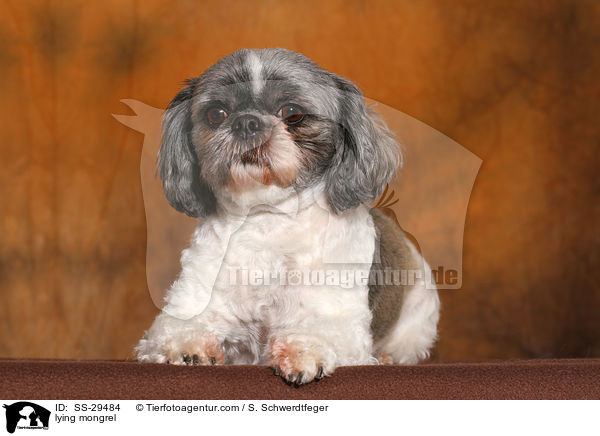 liegender Shi-Tzu-Mix / lying mongrel / SS-29484