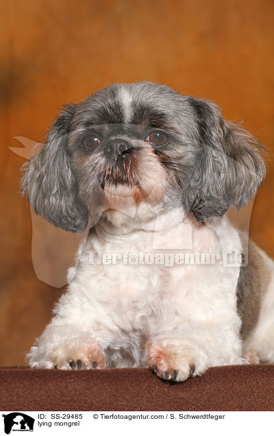 liegender Shi-Tzu-Mix / lying mongrel / SS-29485