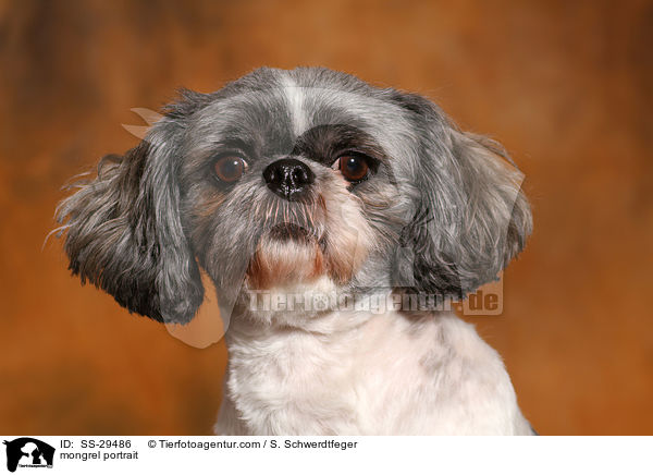 Shi-Tzu-Mix Portrait / mongrel portrait / SS-29486