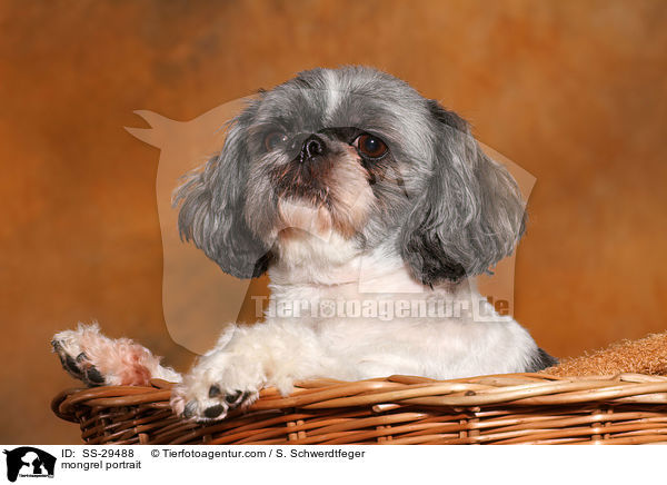 Shi-Tzu-Mix Portrait / mongrel portrait / SS-29488