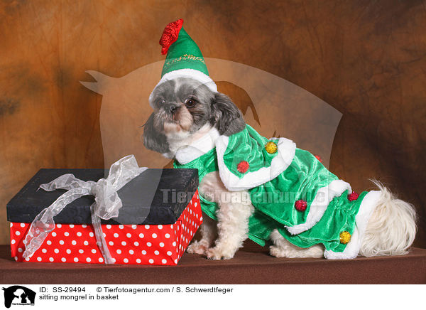 sitzender Shi-Tzu-Mix zu Weihnachten / sitting mongrel in basket / SS-29494