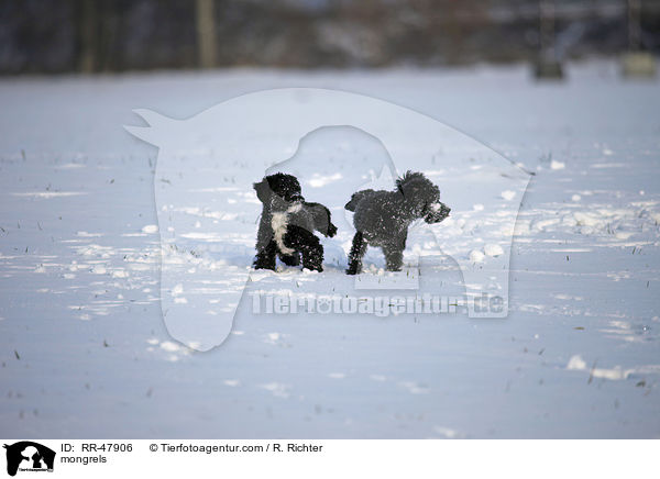 Bolonka-zwetna-Mixe / mongrels / RR-47906