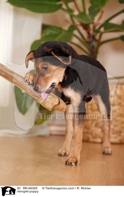 mongrel puppy / RR-48095