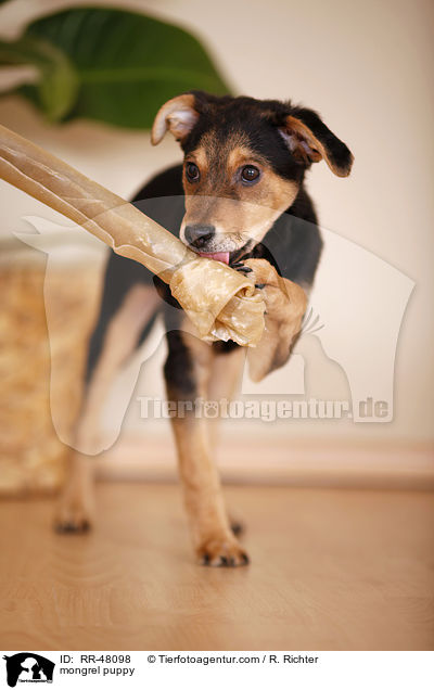 mongrel puppy / RR-48098
