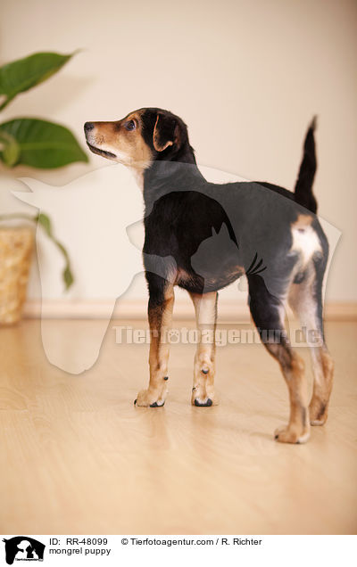 mongrel puppy / RR-48099