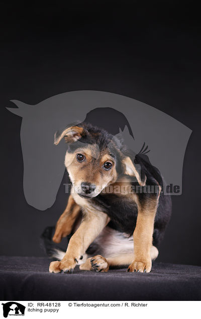 Welpe juckt sich / itching puppy / RR-48128