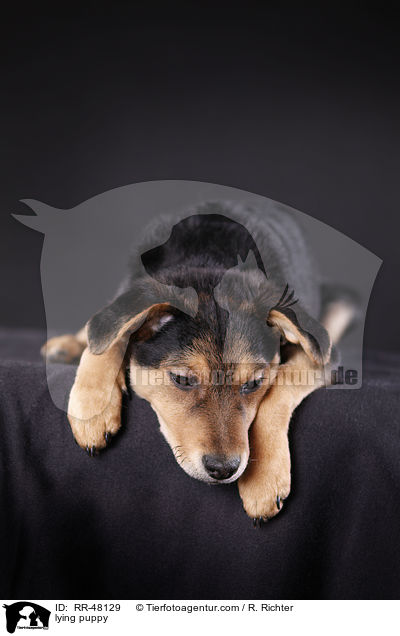 liegender Welpe / lying puppy / RR-48129