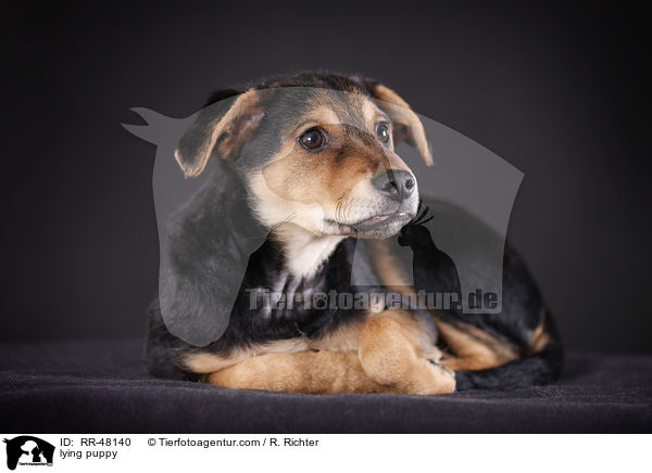 lying puppy / RR-48140