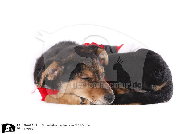 liegender Welpe / lying puppy / RR-48161