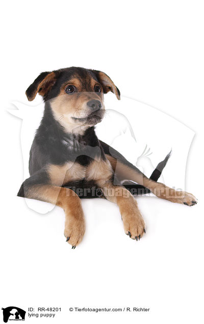 lying puppy / RR-48201