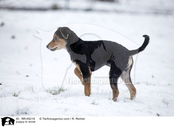 puppy in snow / RR-48216