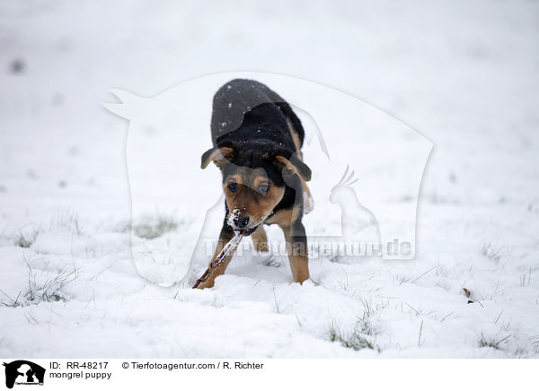 mongrel puppy / RR-48217