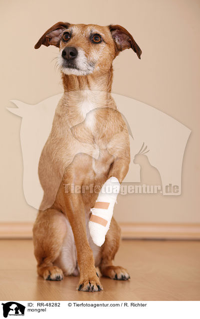 Mischling / mongrel / RR-48282