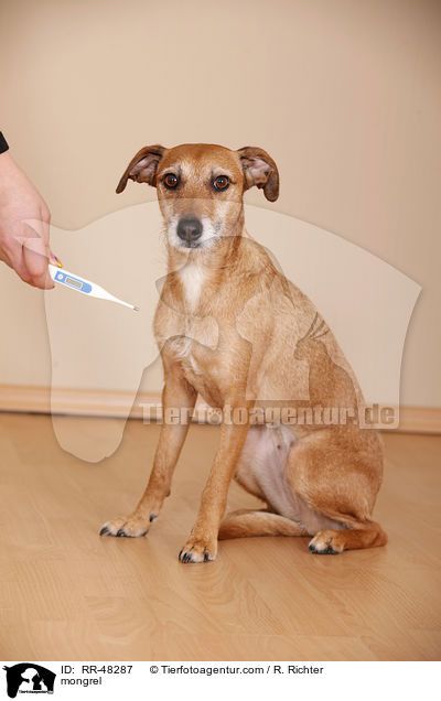 Mischling / mongrel / RR-48287