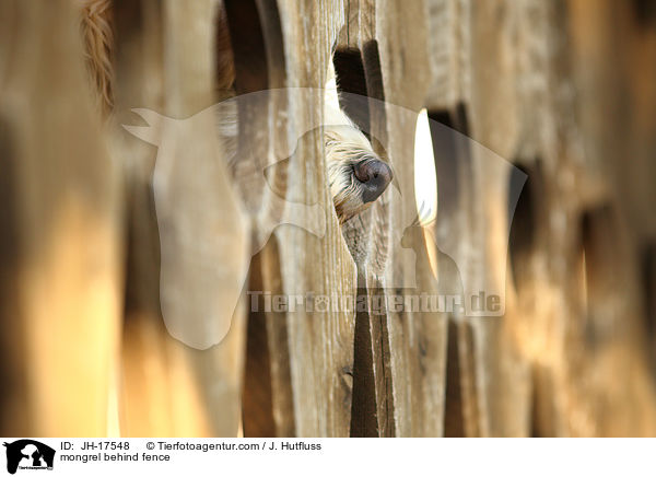 Mischling hinter Zaun / mongrel behind fence / JH-17548