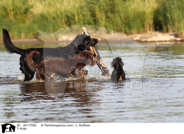 3 dogs / JH-17592