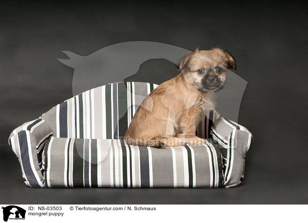 Chihuahua-Shih-Tzu-Mix Welpe / mongrel puppy / NS-03503