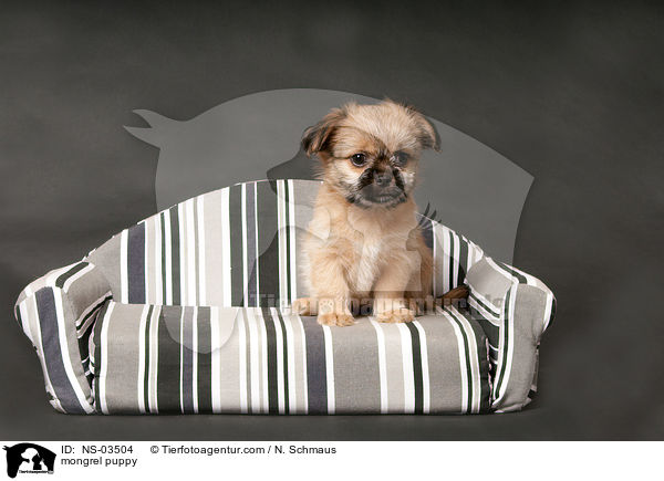 Chihuahua-Shih-Tzu-Mix Welpe / mongrel puppy / NS-03504