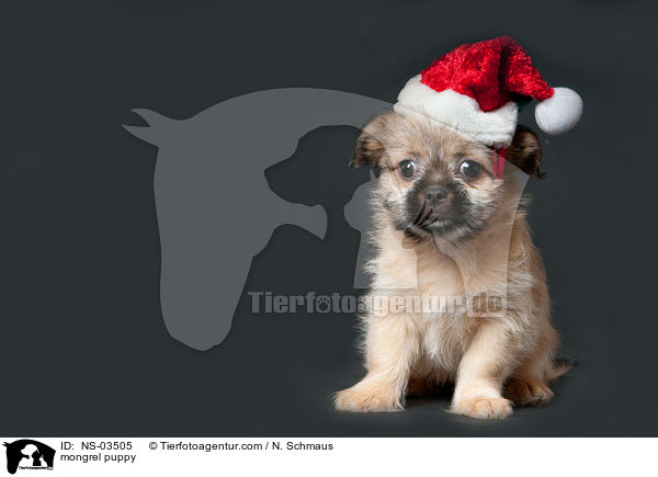 Chihuahua-Shih-Tzu-Mix Welpe / mongrel puppy / NS-03505