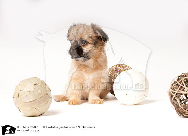 Chihuahua-Shih-Tzu-Mix Welpe / mongrel puppy / NS-03507