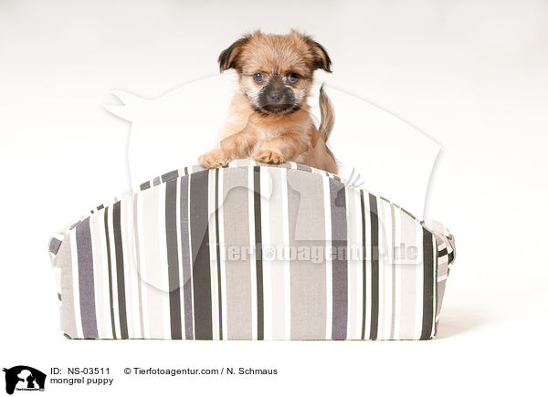 mongrel puppy / NS-03511