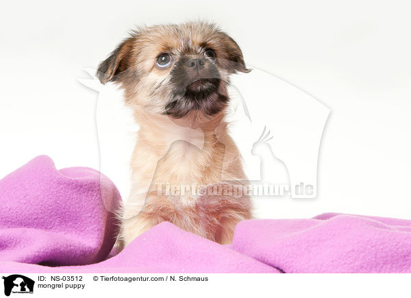 Chihuahua-Shih-Tzu-Mix Welpe / mongrel puppy / NS-03512