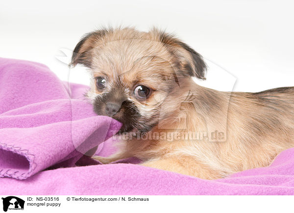 Chihuahua-Shih-Tzu-Mix Welpe / mongrel puppy / NS-03516