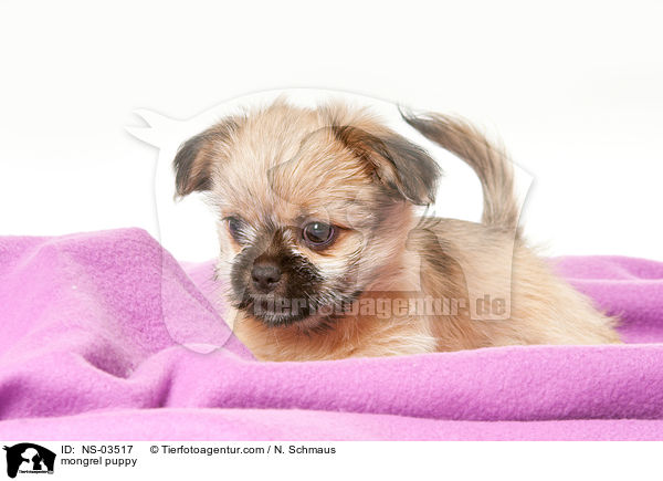 Chihuahua-Shih-Tzu-Mix Welpe / mongrel puppy / NS-03517