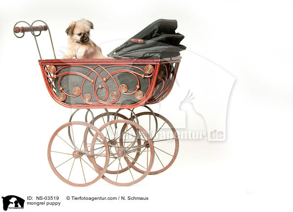 Chihuahua-Shih-Tzu-Mix Welpe / mongrel puppy / NS-03519