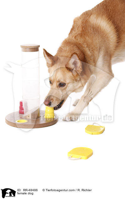 Hndin / female dog / RR-48486