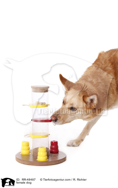 Hndin / female dog / RR-48487