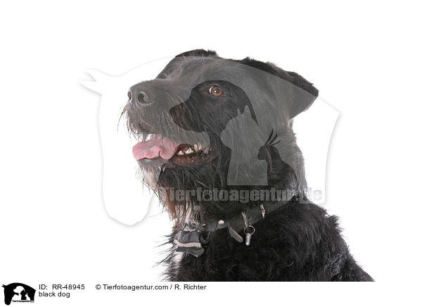 schwarzer Hund / black dog / RR-48945