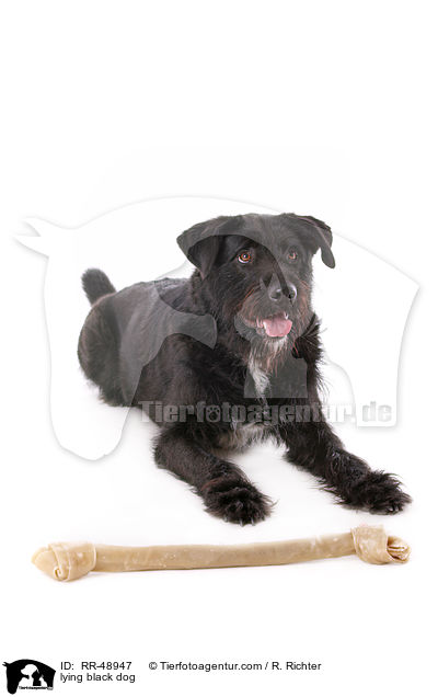 liegender schwarzer Hund / lying black dog / RR-48947