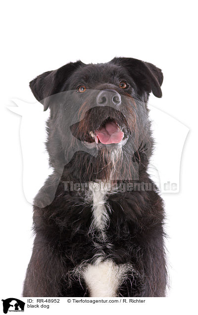 schwarzer Hund / black dog / RR-48952