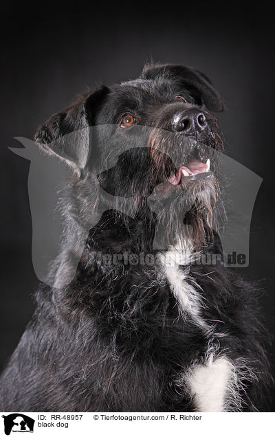 schwarzer Hund / black dog / RR-48957
