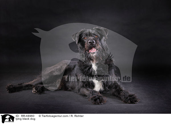 liegender schwarzer Hund / lying black dog / RR-48960