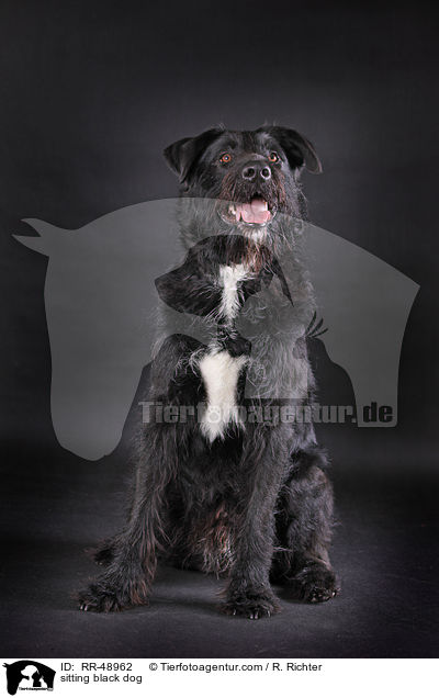 sitzender schwarzer Hund / sitting black dog / RR-48962