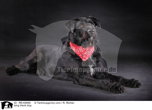 liegender schwarzer Hund / lying black dog / RR-48968