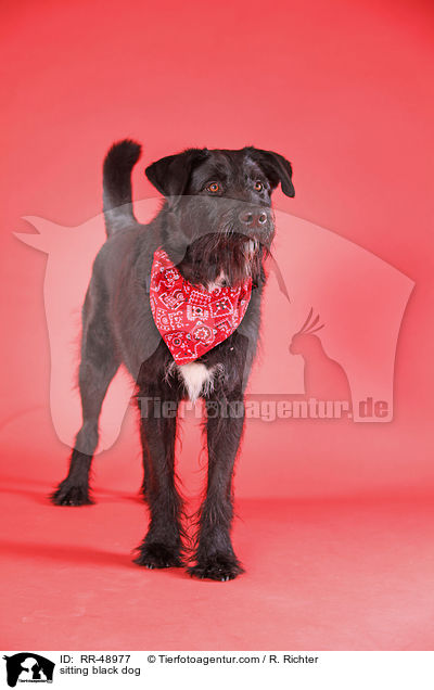 sitzender schwarzer Hund / sitting black dog / RR-48977