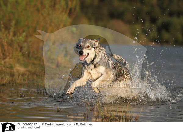 running mongrel / DG-05597
