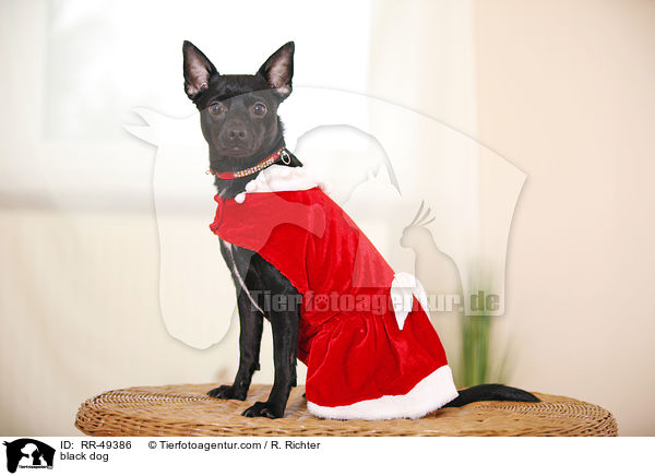 Chihuahua-Mischling / black dog / RR-49386