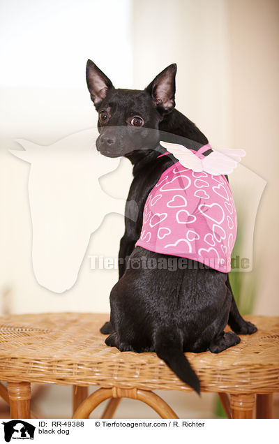 Chihuahua-Mischling / black dog / RR-49388