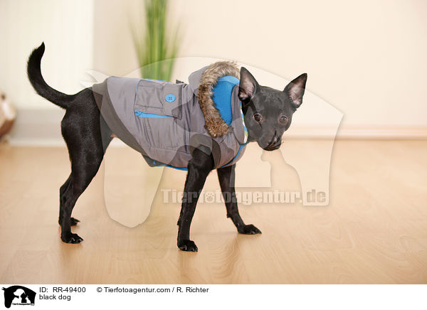Chihuahua-Mischling / black dog / RR-49400