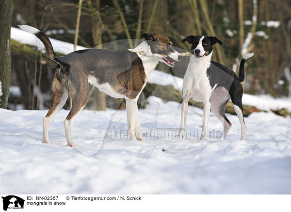 mongrels in snow / NN-02367