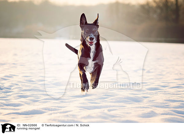 rennender Schferhund-Labrador-Mix / running mongrel / NN-02666