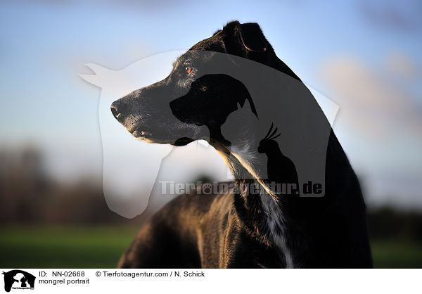 Schferhund-Labrador-Mix Portrait / mongrel portrait / NN-02668